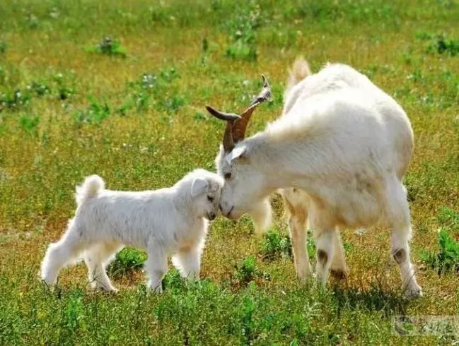 Кашемир — это искусство, а искусство — это путь самосовершенствования111